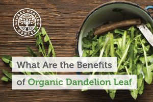 dandelion-leaf-blog-300x200