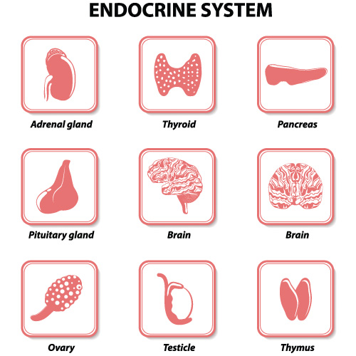 endocrine-system.jpg
