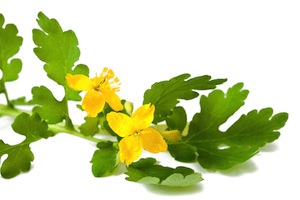 greater-celandine-small
