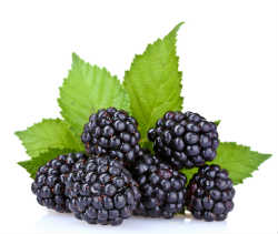 shutterstock_blackberries