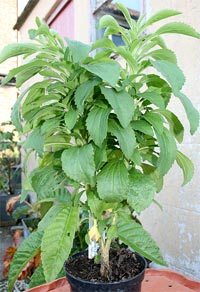 stevia_plant