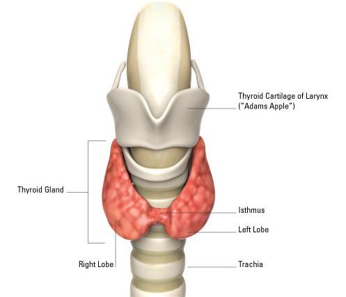 thyroid-gland-anatomy