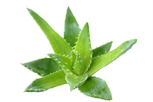 aloe-vera-plant-2
