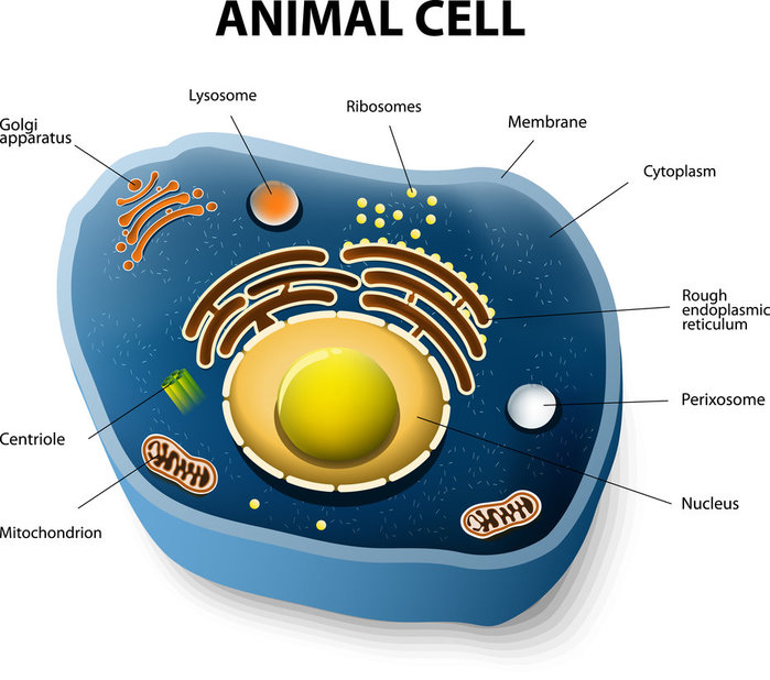 animal-cell