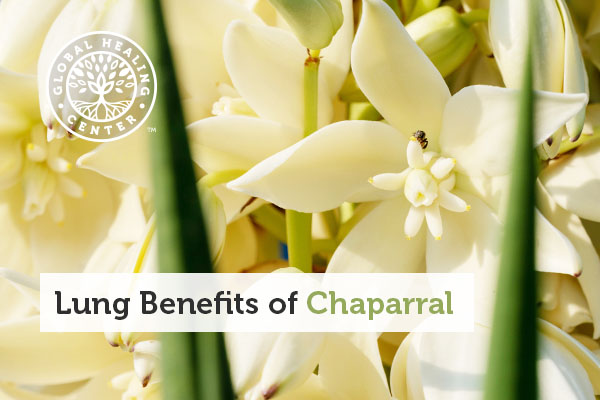 benefits-of-chaparral
