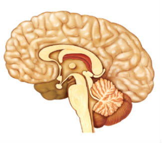 brain-diagram