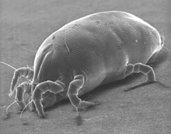 dust-mite