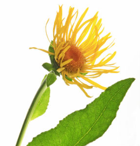 elecampane