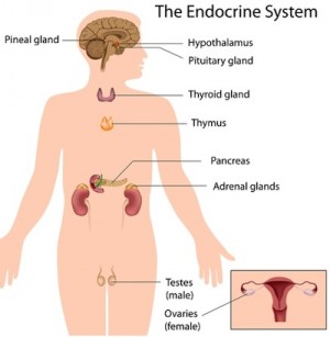 endocrine-system