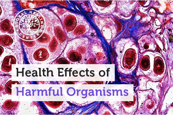 health-effects-of-harmful-organisms