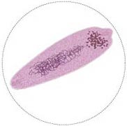 liver_fluke_closeup