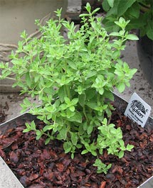 oregano-1