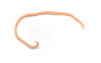 roundworm