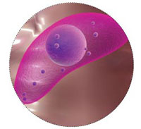 toxoplasma_bottom