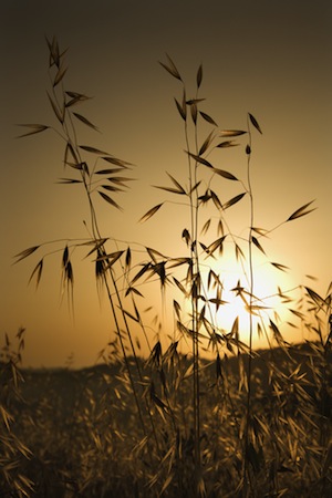 avena-sativa-wild-oats-small