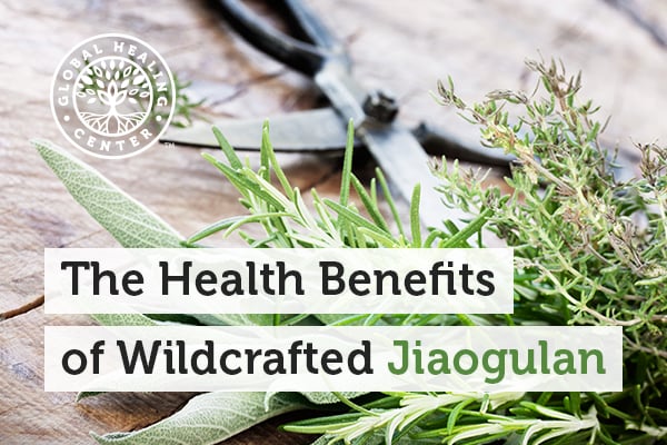 benefits-of-jiaogulan