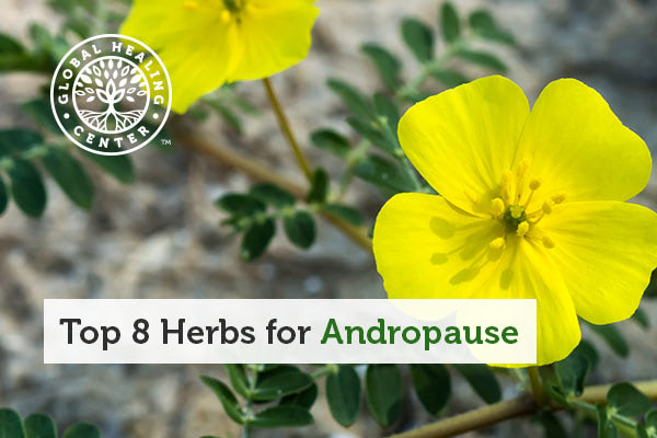 herbs-for-andropause