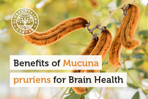 mucuna-pruriens