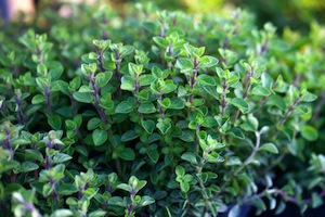 oregano-small