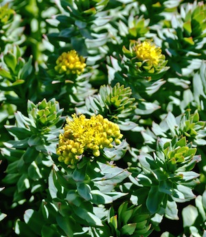 rhodiola-rosea-salidroside