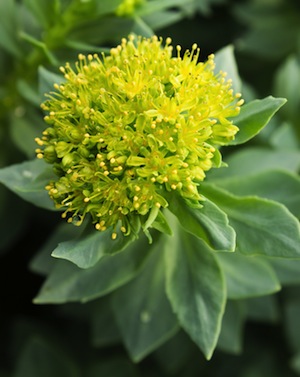 Rhodiola-Rosea