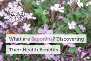 saponins-blog-300x200