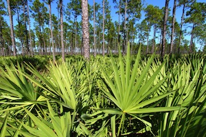 saw-palmetto-small