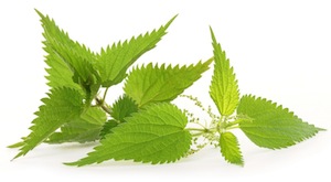 stinging-nettle-small