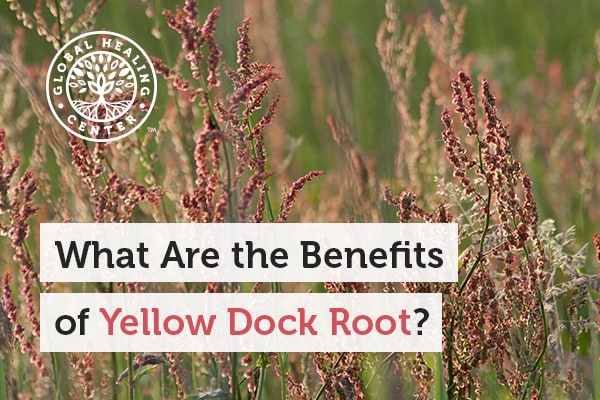 yellow-dock-root