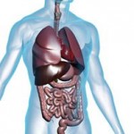 anatomy-digestive-150x150