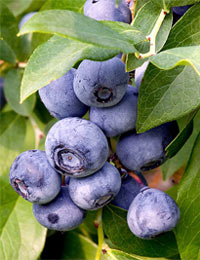 blueberries