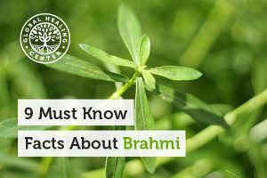 brahmi-bacopa-monnieri-300x200