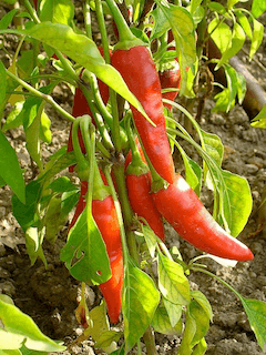 cayenne