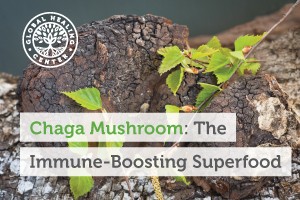 chaga-mushroom-the-immune-boosting-superfood-300x200