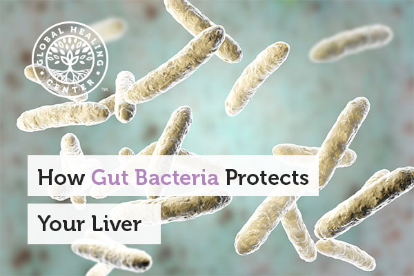 gut-bacteria-protects-your-liver