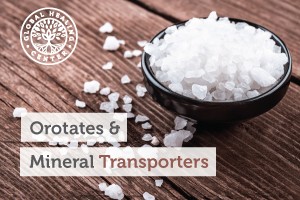 orotates-and-mineral-transporters-300x200