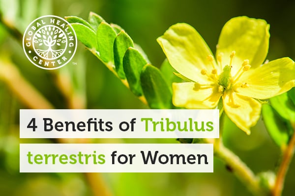 tribulus-terrestris