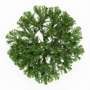 brazilian-pepper-tree