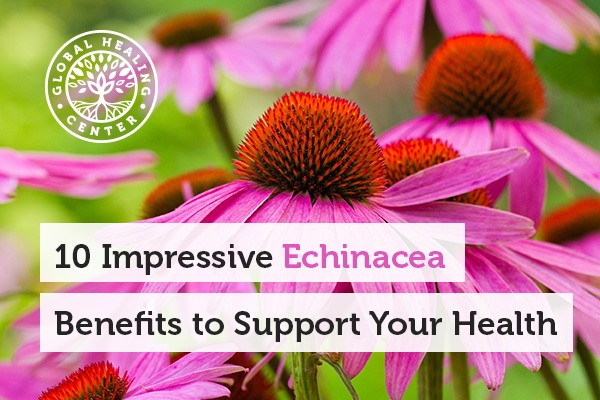echinacea-benefits-blog