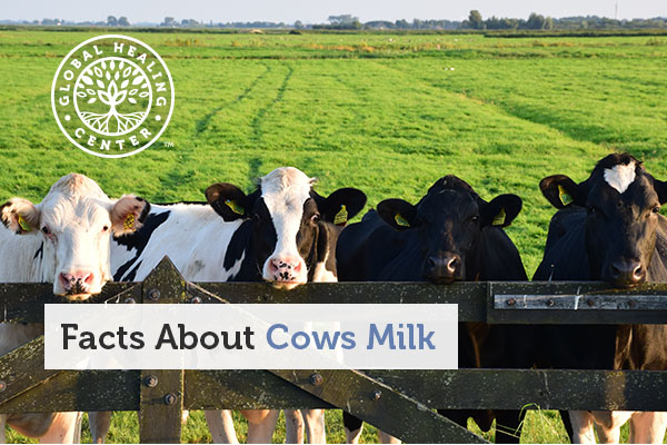 facts-about-cows-milk