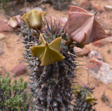 hoodia