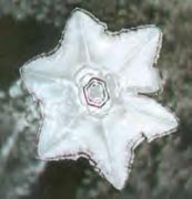 structured-water-exposed-beautiful-music-folk-dance