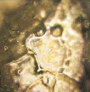 structured-water-fujiwara-dam-before-prayer