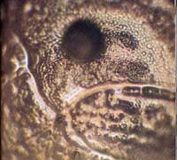 structured-water-yodo-river-japan