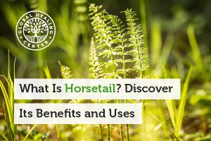 what-is-horsetail-blog-300x200