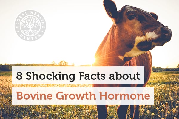 bovine-growth-hormone