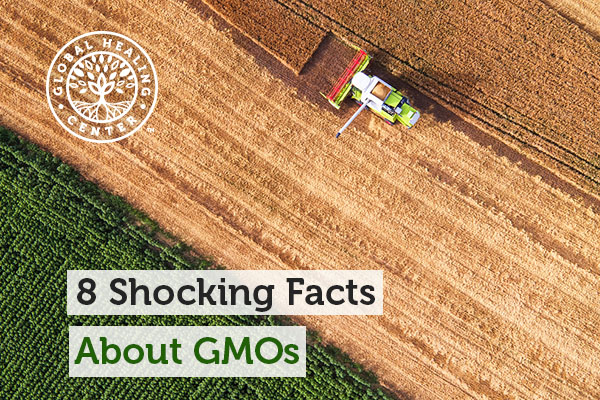 8 Shocking Facts About GMOs