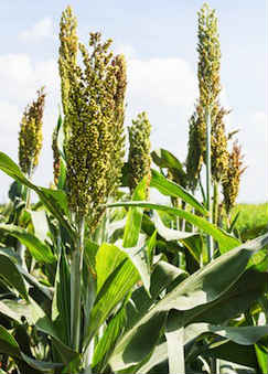 millet-growing-small