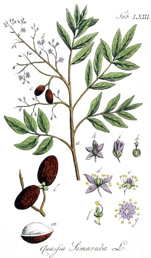 Simarouba_amara-small