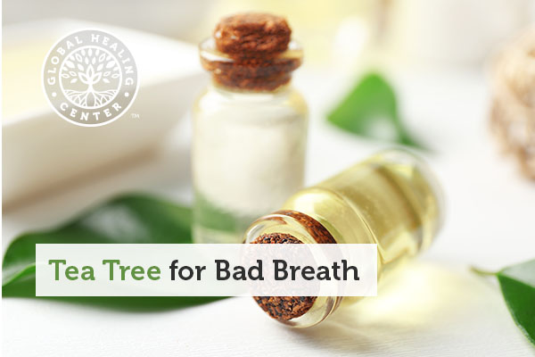 tea-tree-bad-breath